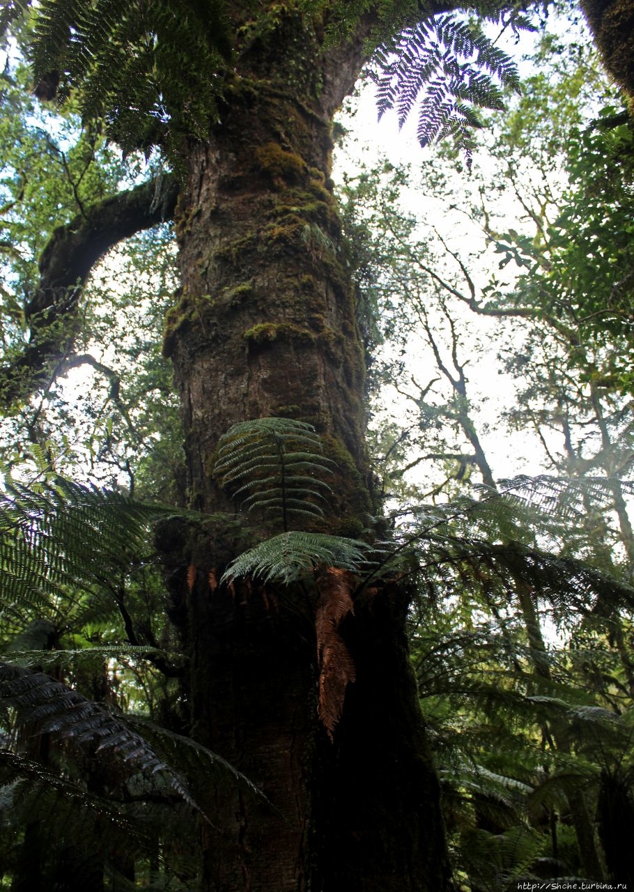 Тропа к Ревущему Билли Фоллс Маунт Аспайринг Национальный Парк, Новая Зеландия