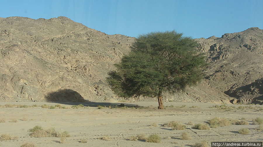 Иногда в пустыне встречается дерево Египет