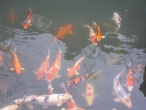 Вот еще одно удивление — во всех больших храмах в водоемах плавают жирные карпы. Японцы считают их священными, рыба речная, они едят ее один раз в год на Новый год, изготавливая по специальной рецептуре. В обычной жизни они едят только морских обитателей.