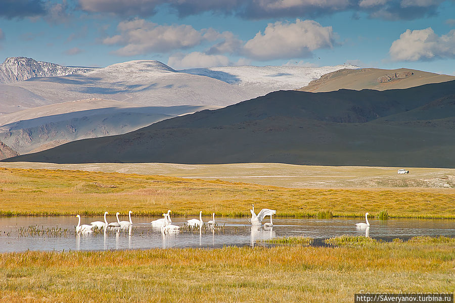 Сотенные стаи лебедей отдыхают на озёрах во время пролёта Монголия