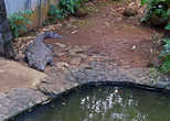 пообщавшись с черепахами, проходим мимо неподвижных крокодилов. жаль, что с ними так пообщаться проблематично...