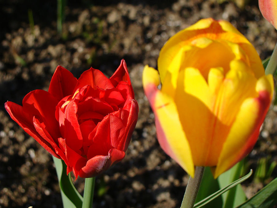 Девочки! Весна! Москва, Россия