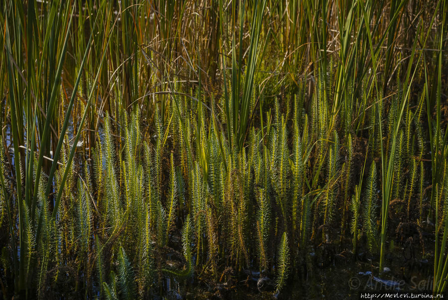 Озеро Слокас Кемери, Латвия