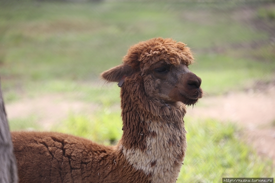 Зоопарк Лимы Лима, Перу