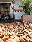Чтобы хорошенько просушить орехи, их нужно постоянно переворачивать вот такими деревянными граблями