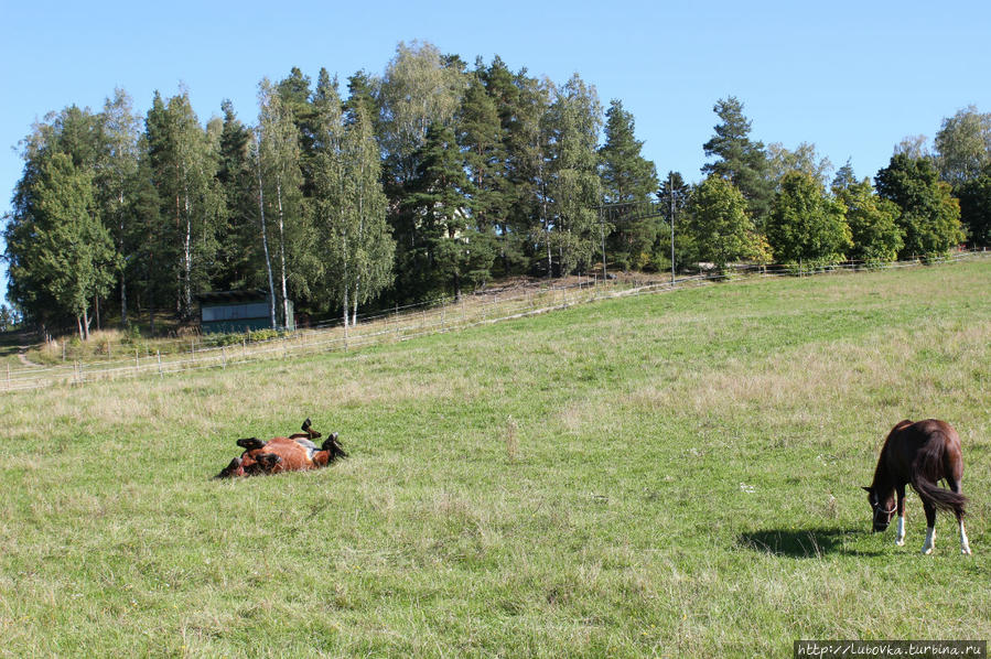 Финские лошади или Удивило, умилило и порадовало - 4