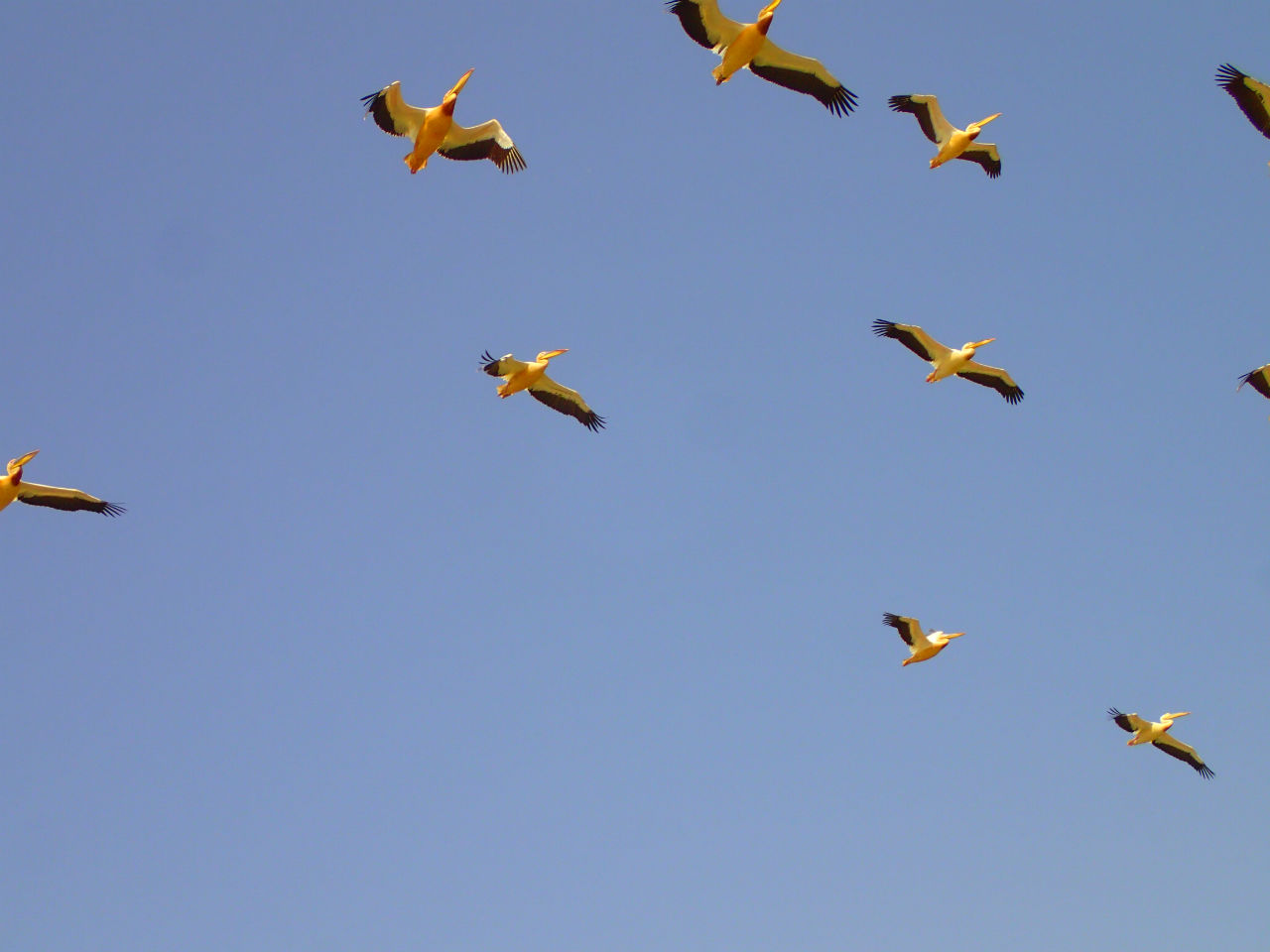 Где птицы зимуют? Африканский птичий базар. Джудж, ЮНЕСКО Орнитологический заповедник Джудж, Сенегал