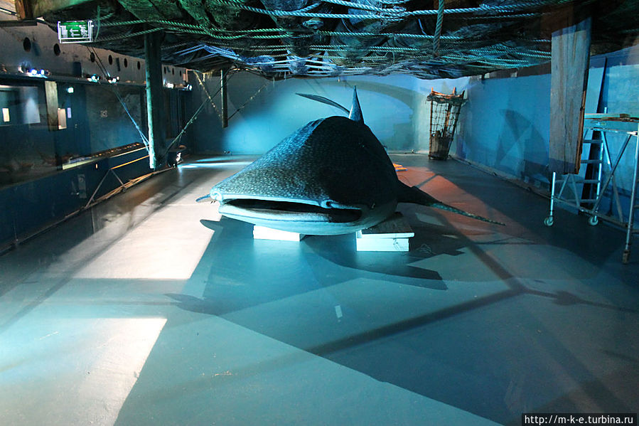 Китовая акула Осло, Норвегия