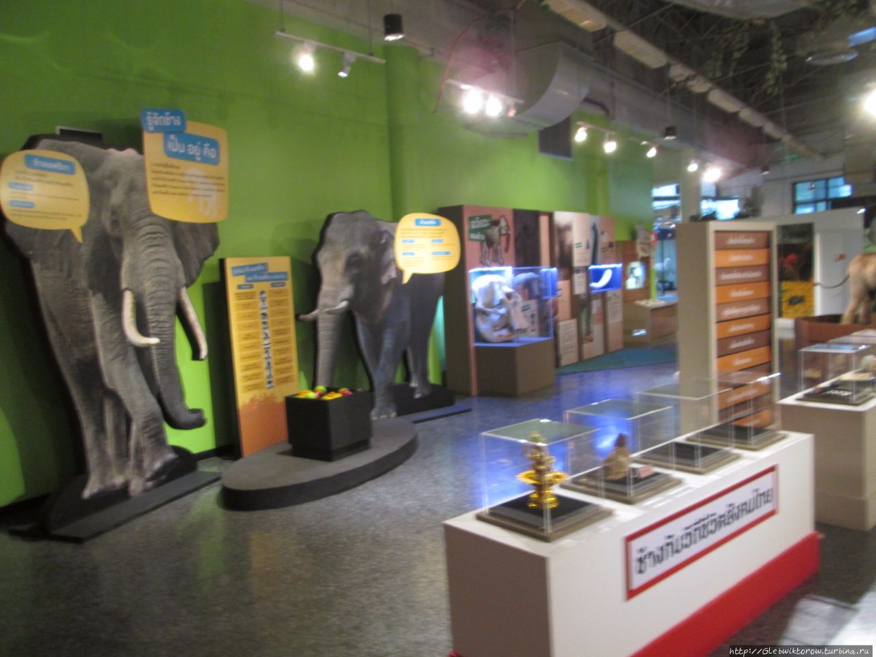 Музей естественной истории Патум-Тани, Таиланд