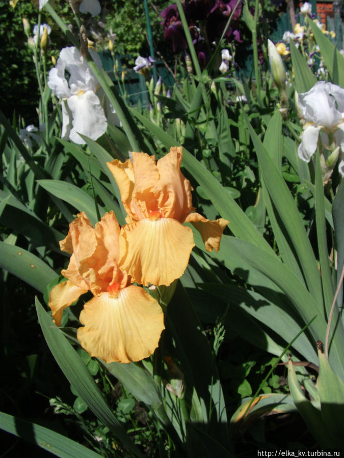 Новости ирисового сада — 2014 (1)