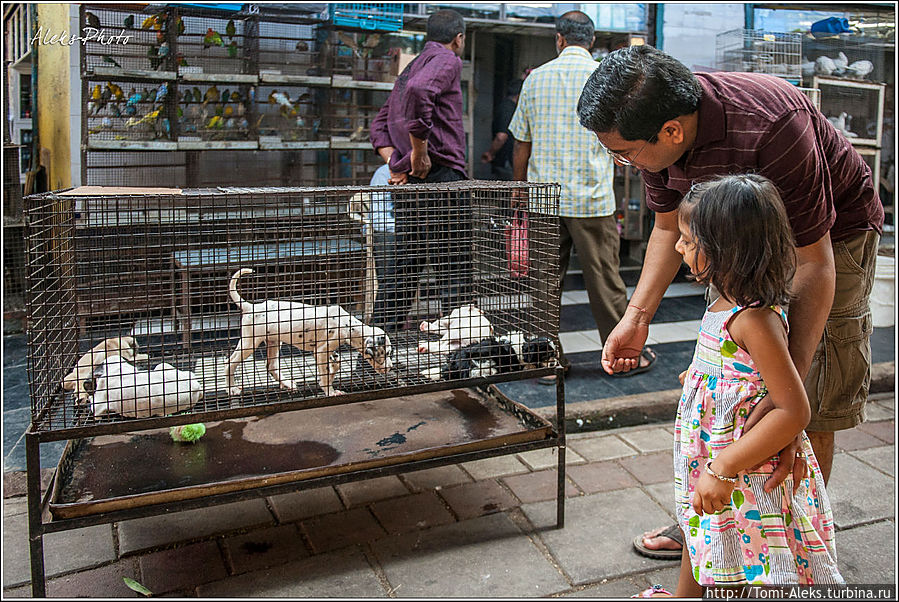 Продажа щенков — всегда выгодный бизнес. Но щенки, которых мы увидели на рынке, были какими-то худыми и дохлыми. Хотя — посиди вот так в клетке на жаре, и не таким станешь...
* Мумбаи, Индия