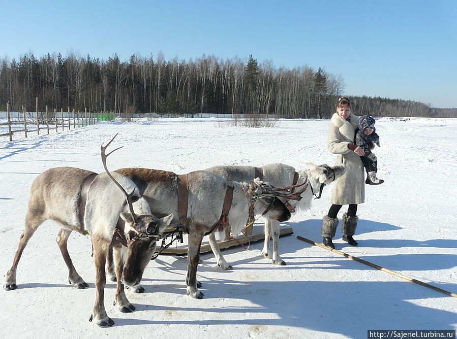 Ферма северных оленей Анциферово, Россия