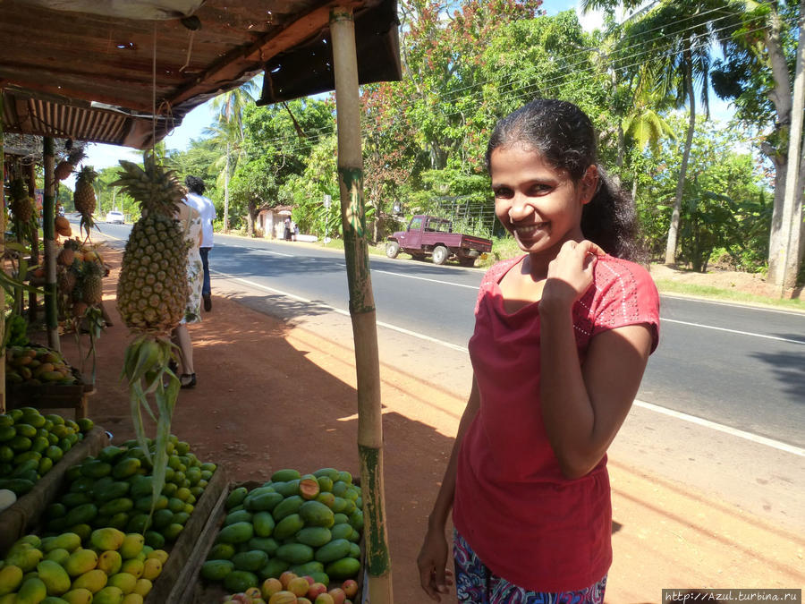 По дорогам острова Цейлон. Девчушка торгует манго.  А манго бооольшое разнообразие Калутара, Шри-Ланка