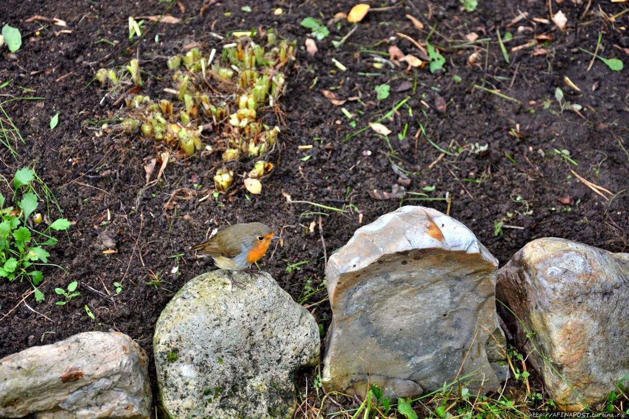 Осень. Зарянка. Родственные души Москва и Московская область, Россия