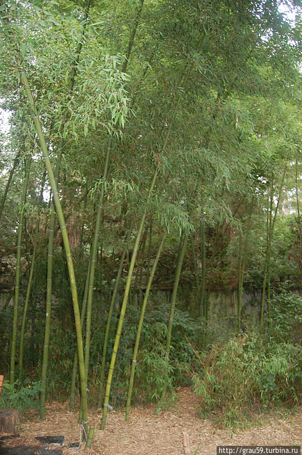 Бамбуковая роща / Bamboo grove