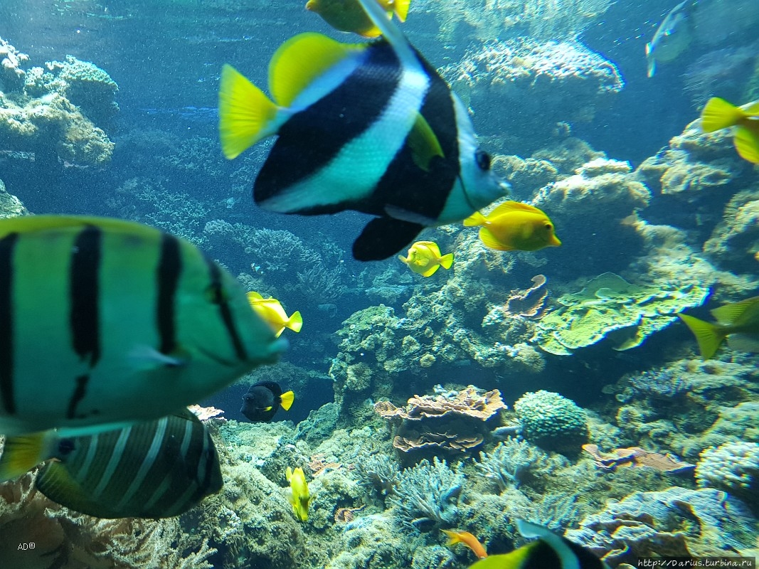 Вена 2019 — Зоопарк Вена, Австрия