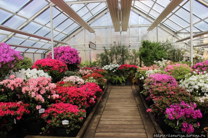 Цветное чудо Рига, Латвия