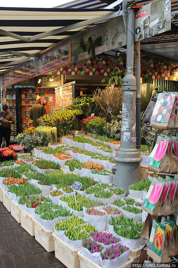 Bloemenmarkt — цветочный рынок Амстердама Амстердам, Нидерланды