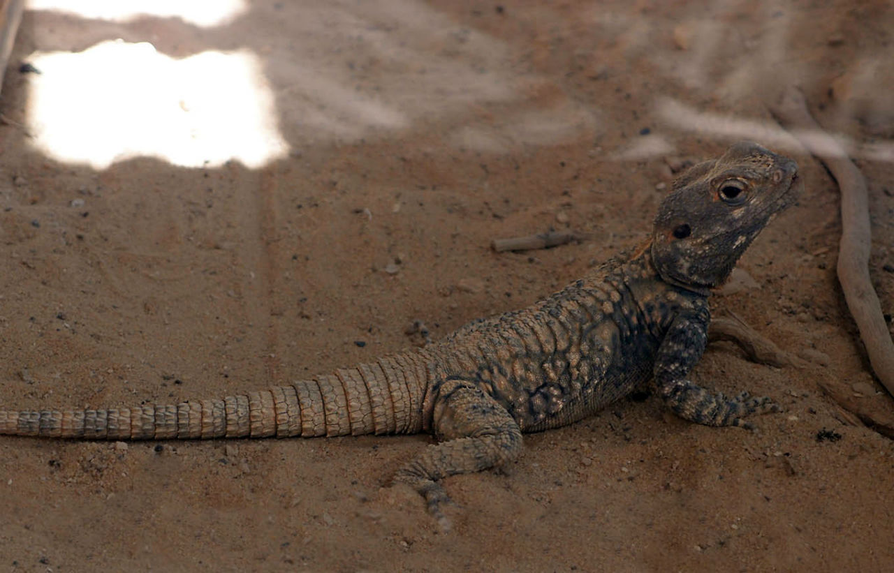 Волшебство пустыни. Махтеш Рамон Мицпе-Рамон, Израиль