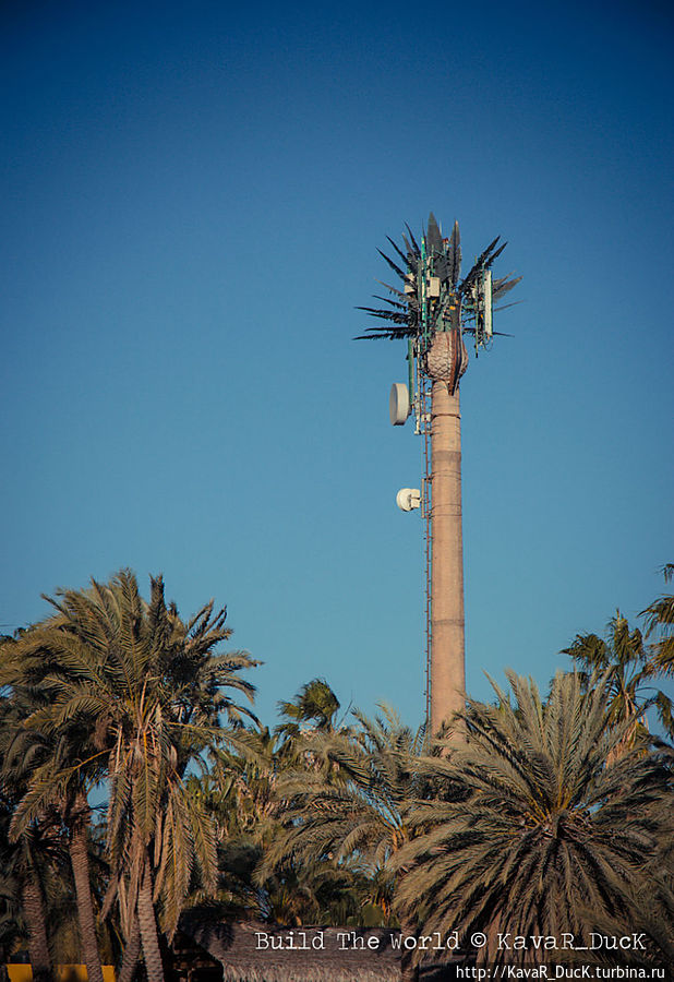 Вот так из пальмы можно сделать вышку мобильной связи Лорето, Мексика