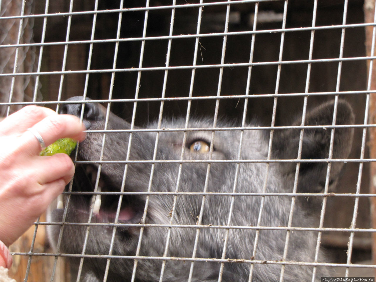 Кормим чёрного волка Петрозаводск, Россия