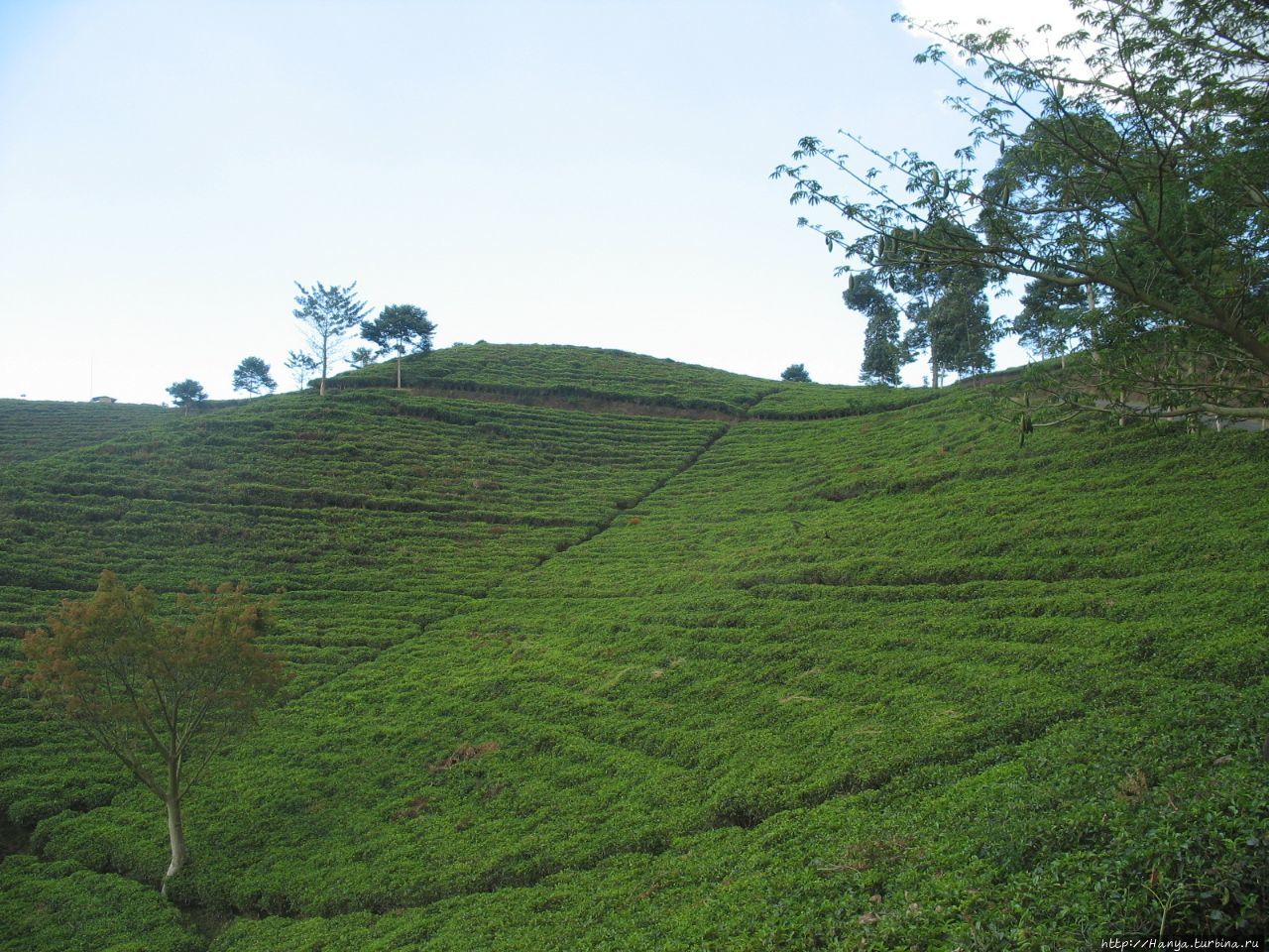 Чайная плантация Суракарта, Индонезия