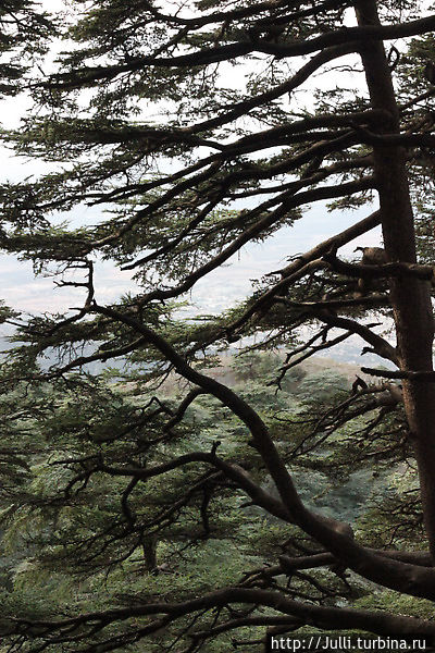 Хвойные леса в горах Северной Африки Блида, Алжир