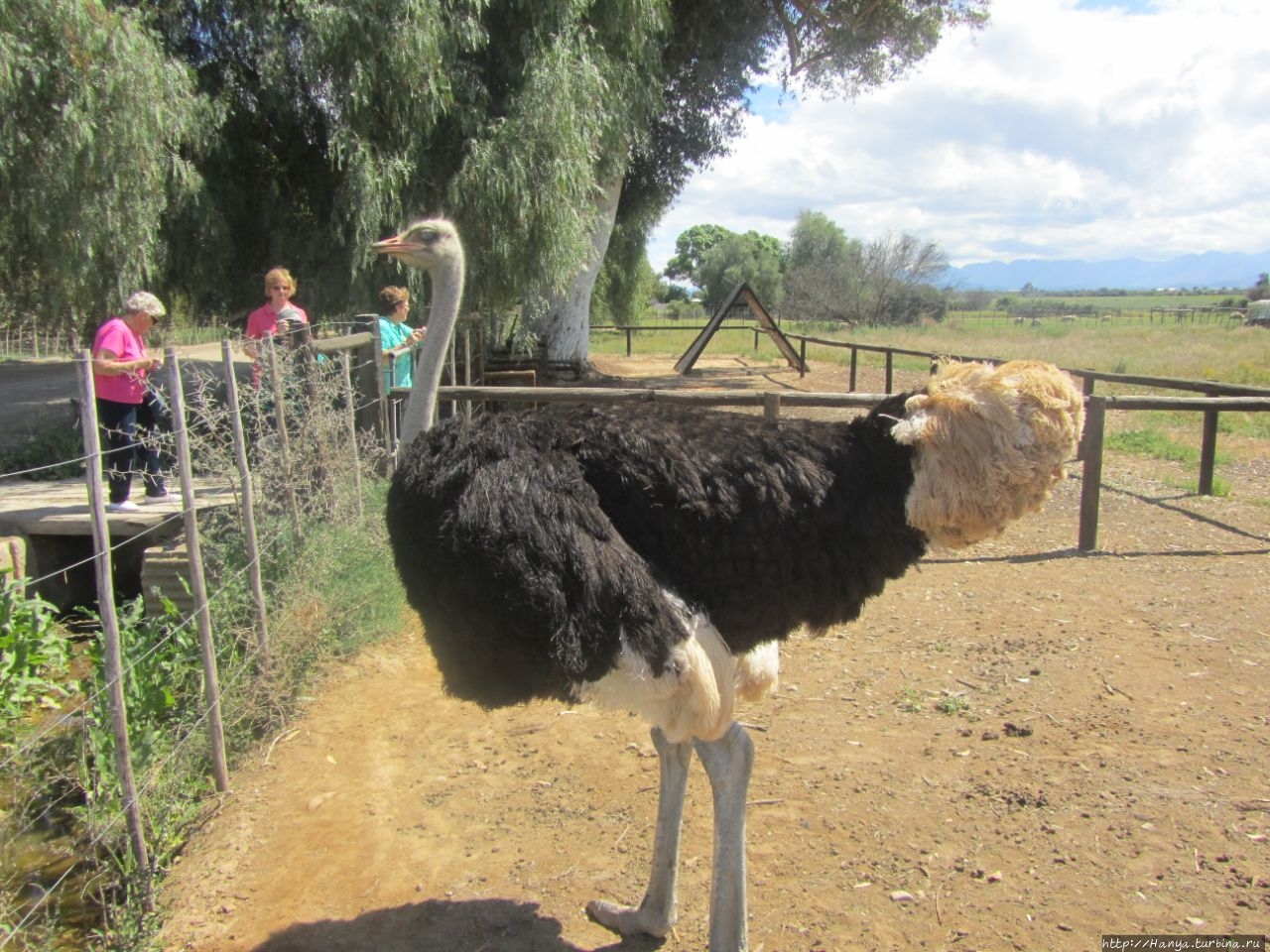 Страусиная ферма Safari Ostrich Show Farm Оудсхорн, ЮАР