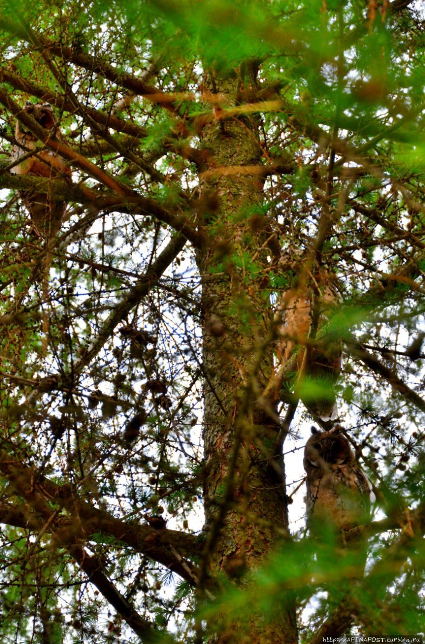 Совы. Игра в прятки Внуково, Россия