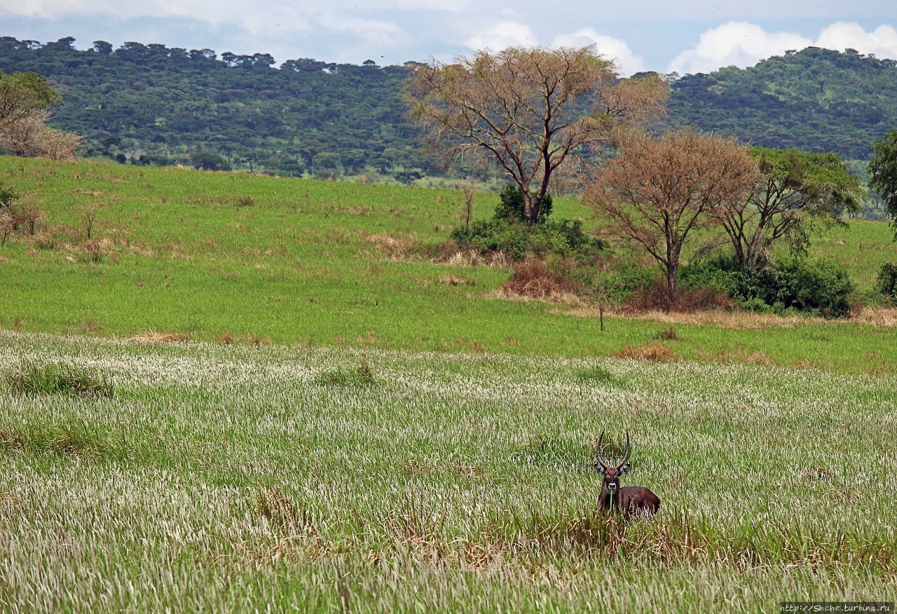 Львица на кактусе, или сафари по парку Королевы Елизаветы Королевы Елизаветы Национальный Парк, Уганда