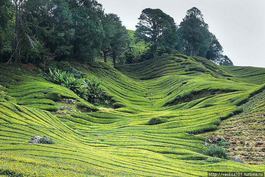 Чайные плантации — Sungai Palas Boh Tea Estate Танах-Рата, Малайзия