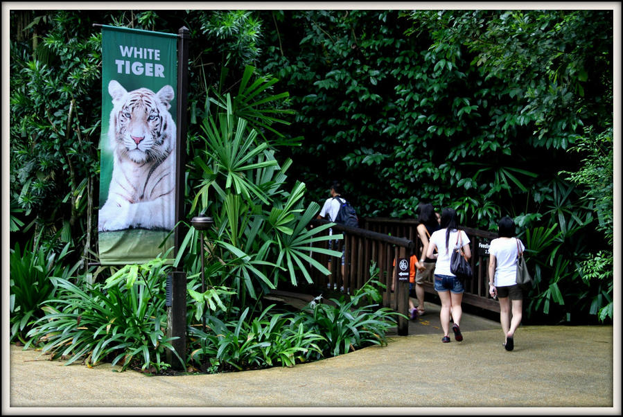 В мире животных или прогулка по зоопарку Мандай Сингапур (город-государство)