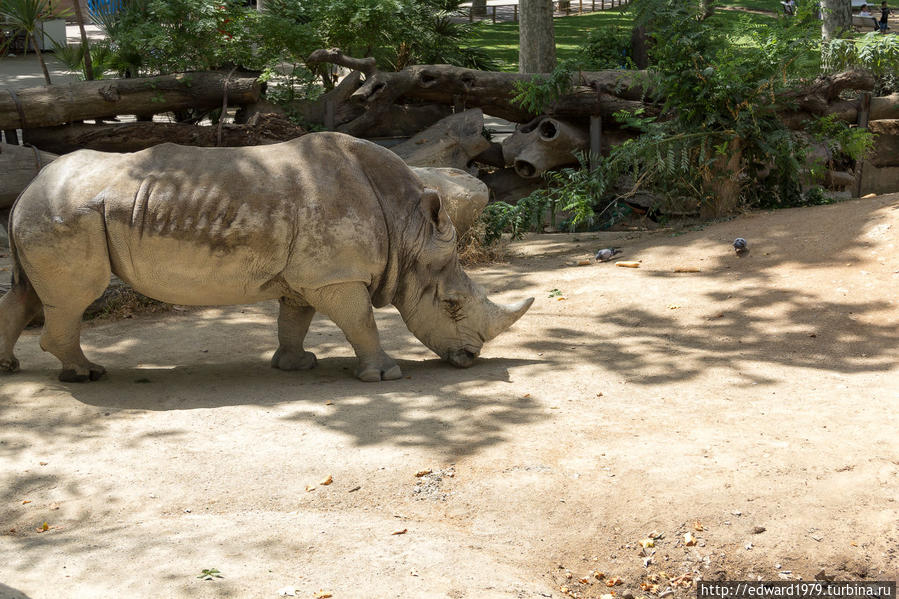 Зоопарк Барселоны Барселона, Испания