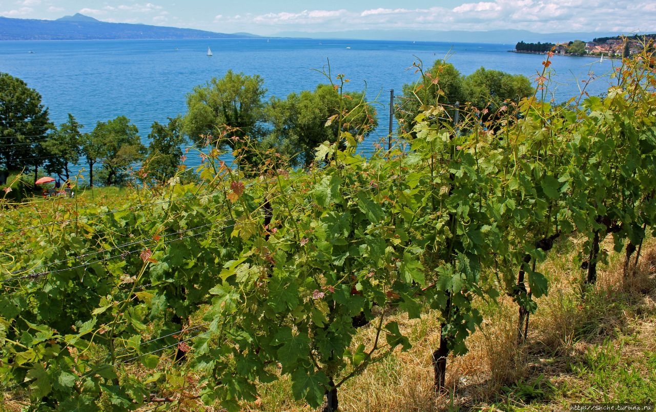 Террасовые виноградники Лаво / Vineyard Terraces Lavaux