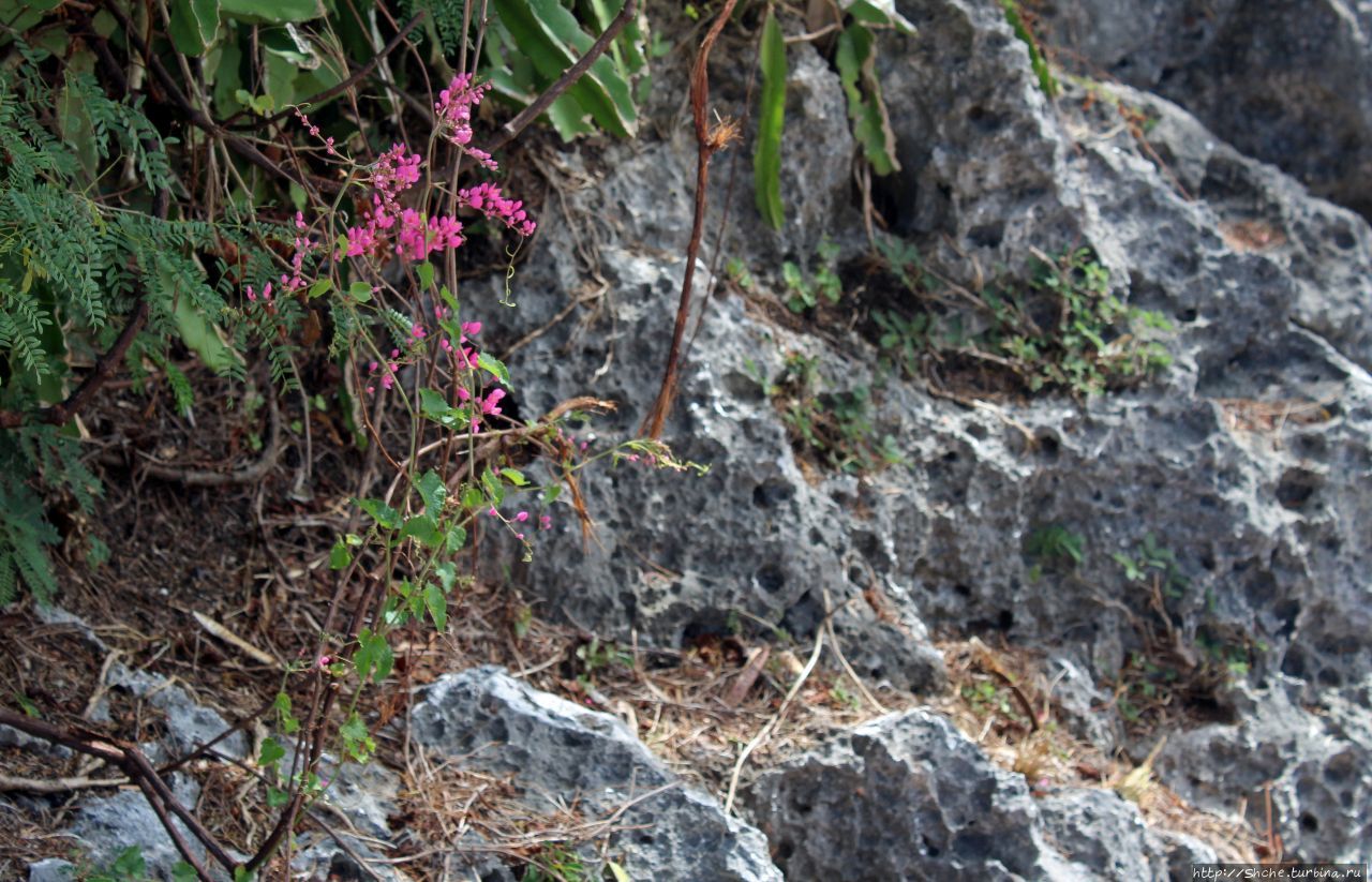 Скала самоубийц (Суицид-Клифф) Кэпитол-Хилл, остров Сайпан, Марианские острова