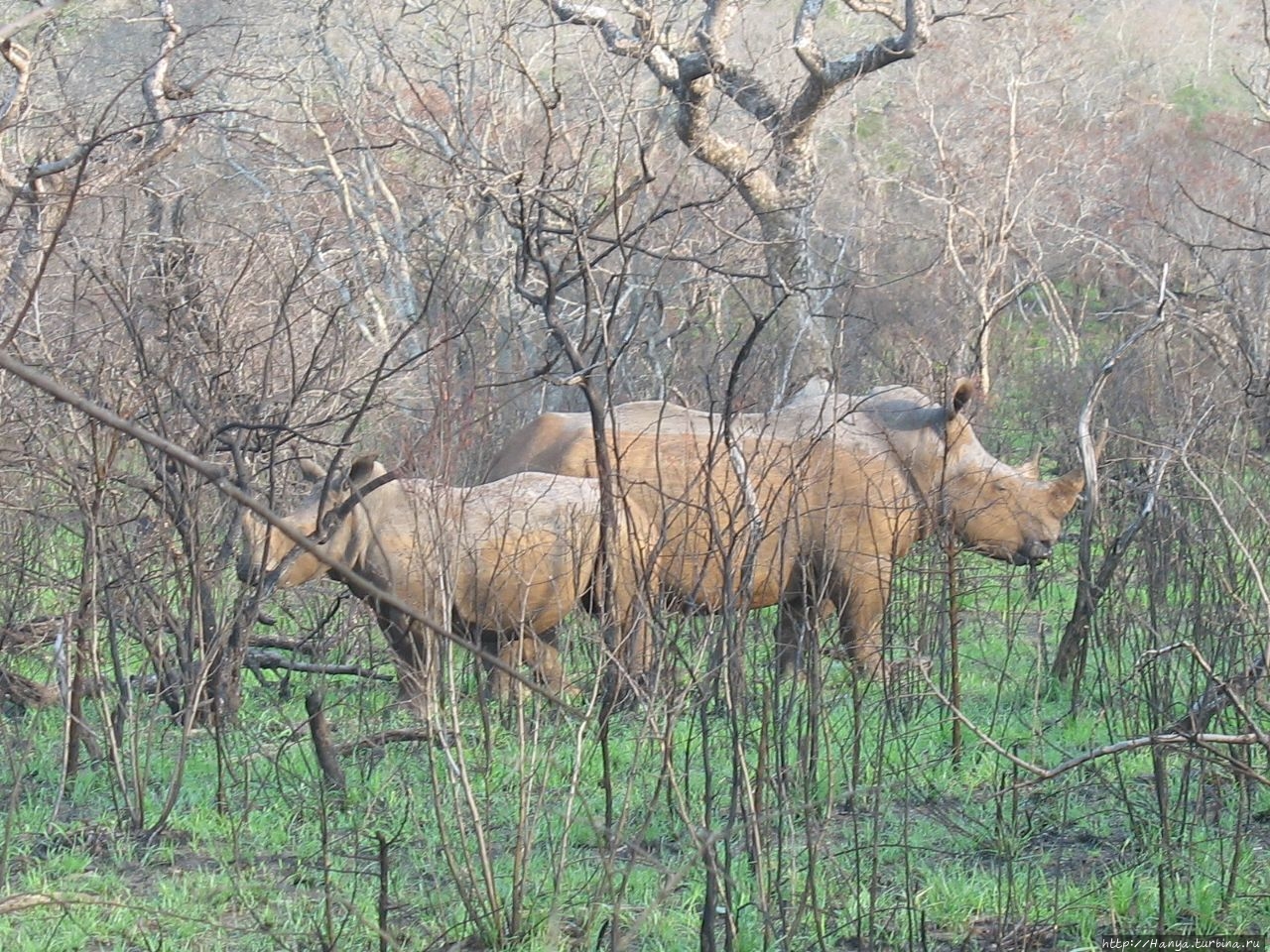 Парк Hluhluwe Imfolozi Game Reserve Шлушлуве-Умфолози Национальный Парк, ЮАР