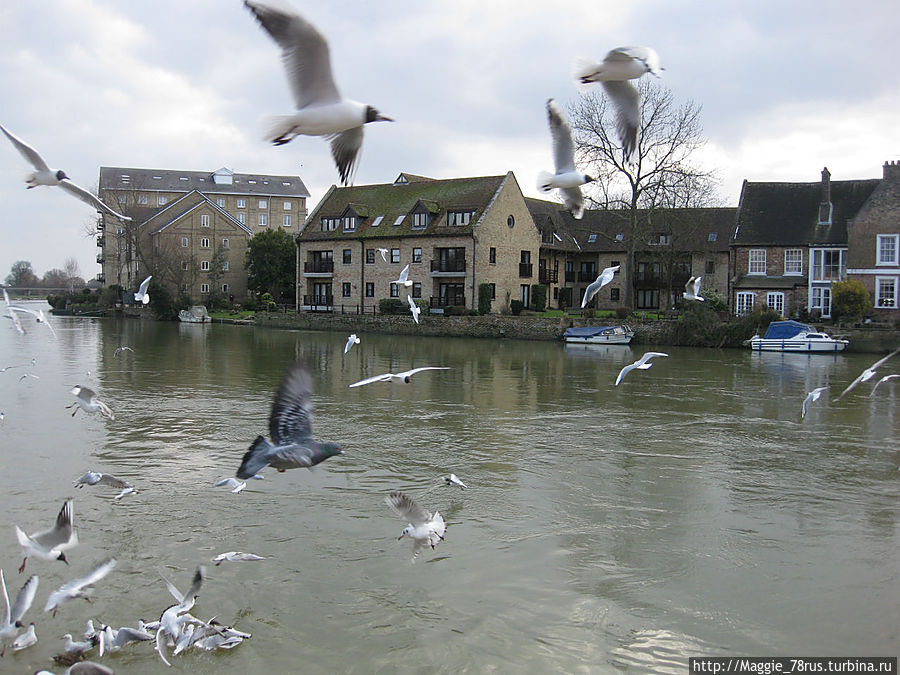 Кормление птиц у старого моста Англия, Великобритания