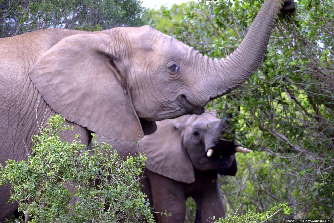 Elephant множественное. Национальный парк Эддо-Элефант. Национальный парк Эддо ЮАР. Парк слонов Эддо. Парк слонов ЮАР.