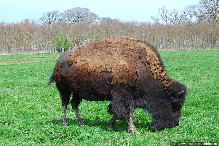 Вот и бизоны Марибо, Дания
