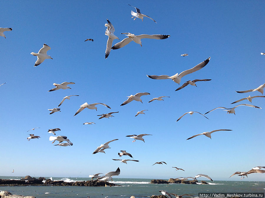 Чайки кружат над рыбацким портом и воруют рыбу у рыбаков Эссуэйра, Марокко