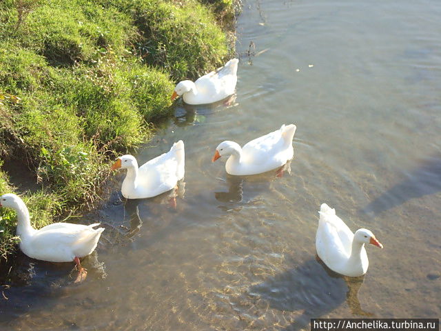 Хозяйские гуси.