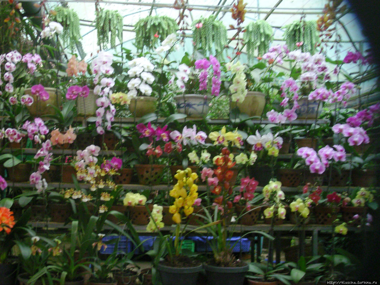 Выставка-продажа орхидей Далат, Вьетнам