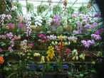 Выставка-продажа орхидей
