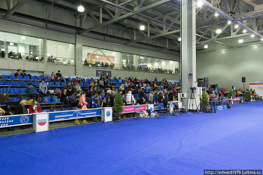 Выставка собак, Россия-2012 Москва, Россия