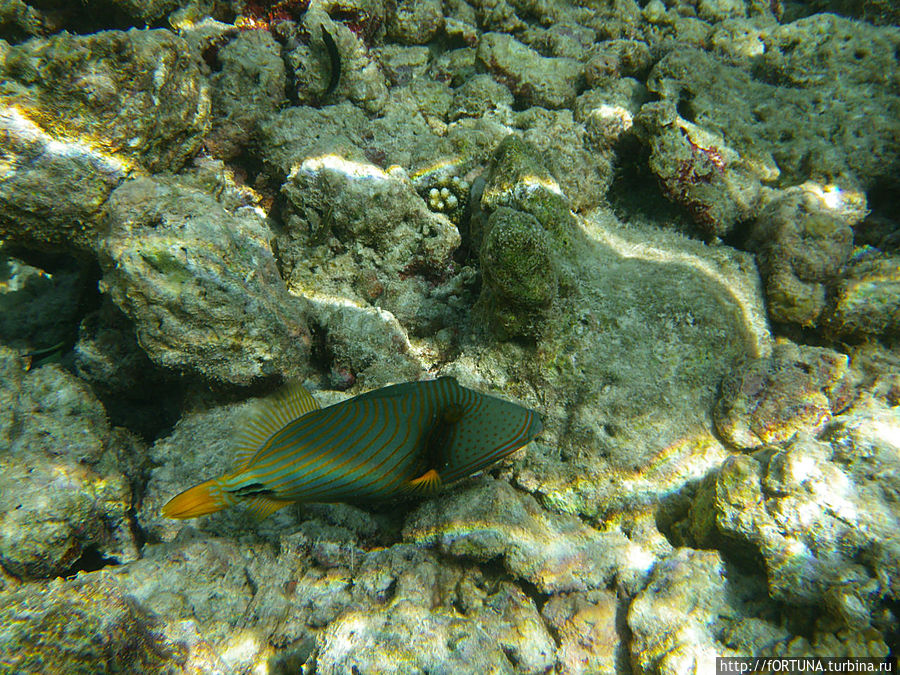 В поисках рыбки Немо Бандос, Мальдивские острова