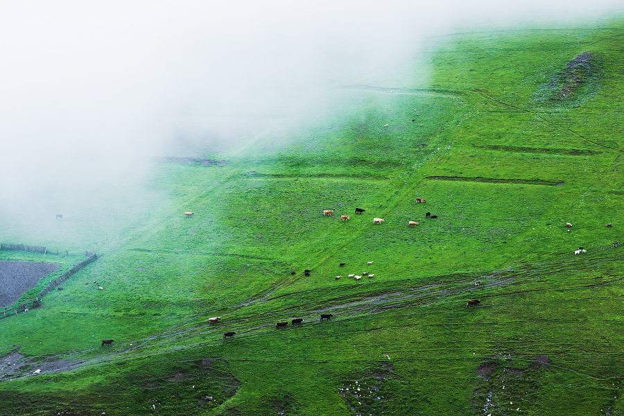 Коровки бегут от тумана. Самегрело-Земо-Сванети, Грузия