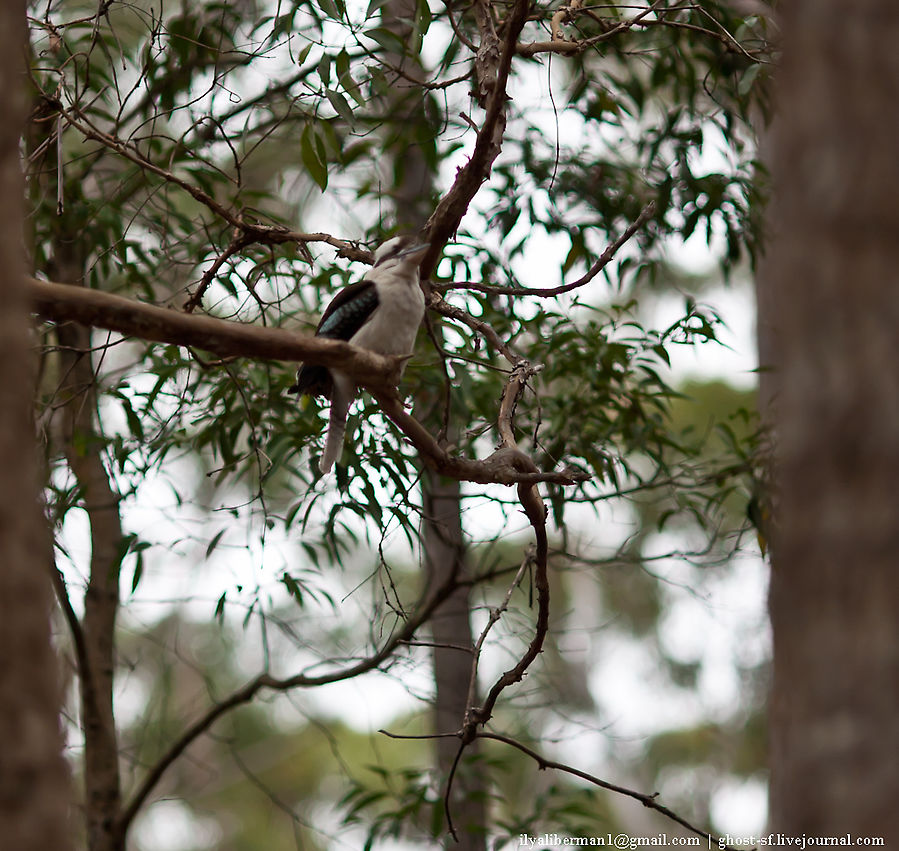 Kukabarra — Кукабары знамениты своими криками, очень похожими на человеческий хохот (отсюда их название). Крик начинается, как низкий «икающий» смешок, который переходит в пронзительное «ха-ха-ха».