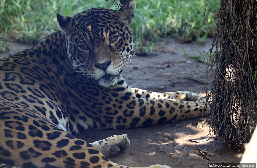 Зоопарк Лимы Лима, Перу