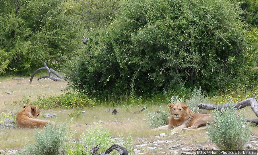 Лев с львицей Этоша Национальный Парк, Намибия