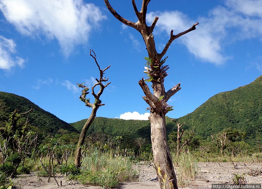 Одиночные деревья посреди равнины ощутили на себе дыхание вулкана. Но они не сдались, и новая поросль уже успела снова пробиться Булусан, Филиппины